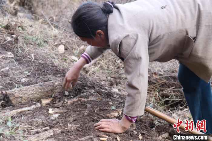  甘肃文县“聋山”渐通途 高山居民拓荒地里种药材